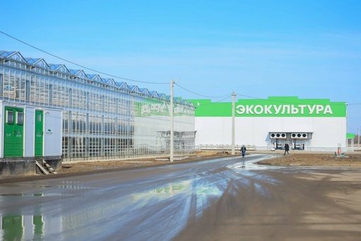 🍅🥒Построим в Воскресенске селекционно-семеноводческий центр, чтобы самостоятельно выводить новые сорта и гибриды томатов, огурцов и салата